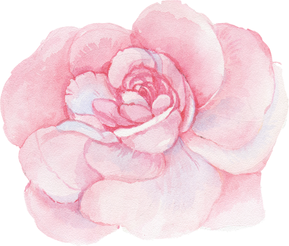 Rose Watercolor Element
