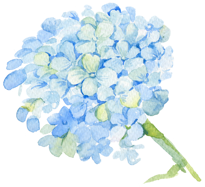 hydrangea watercolor