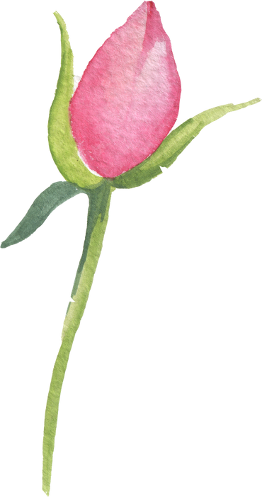 Rose Bud Watercolor Element