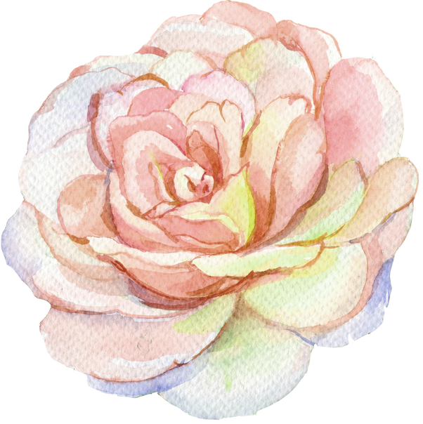 White Rose Watercolor